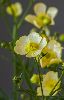 <em>Ranunculus acris subsp citrinus</em>